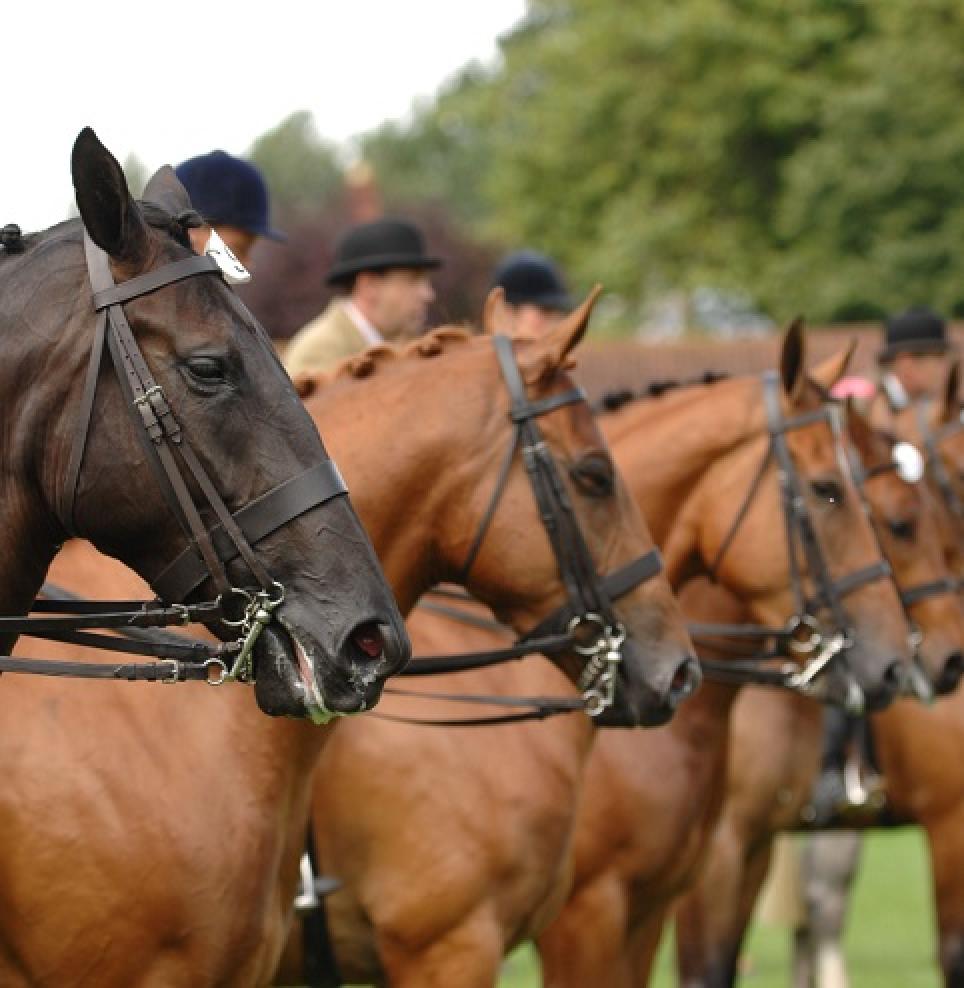 Virtual Showing Classes Competition