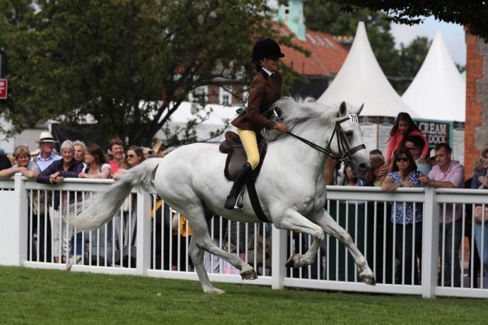 New Ridden Connemara Pony Qualifiers for 2020