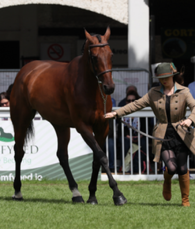 Dublin Horse Show Public Judging Competition goes ‘Paperless’
