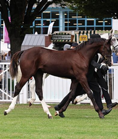RDS Launches First-Ever Sale of Elite Show Jumping Foals at the 2026 Dublin Horse Show