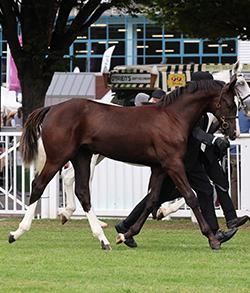 RDS Launches First-Ever Sale of Elite Show Jumping Foals at the 2026 Dublin Horse Show